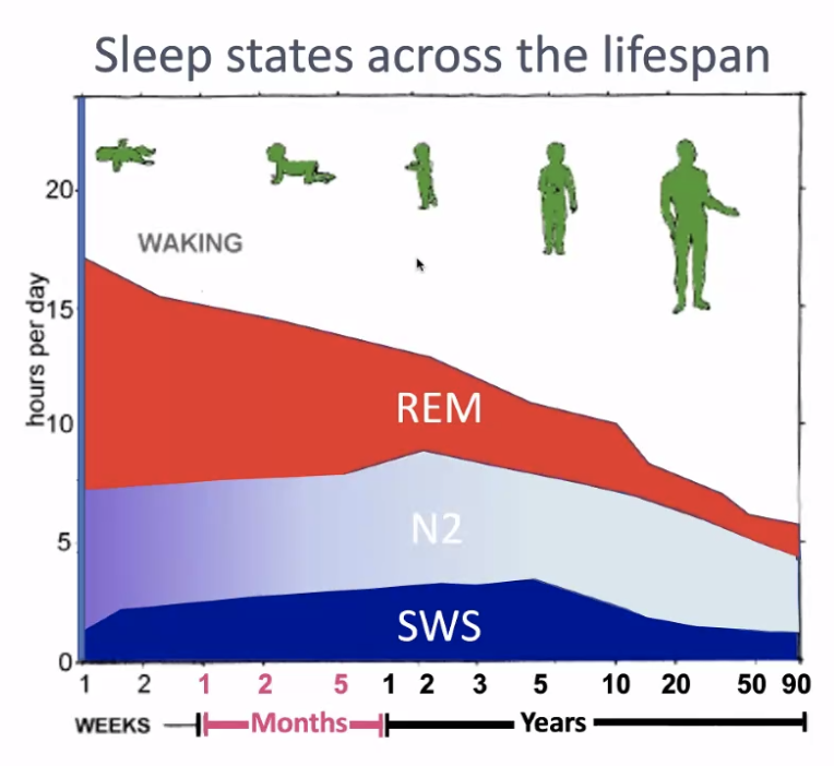 Sleep states across the lifespan - Dr. Gina Poe - Sleep 2021 Recap